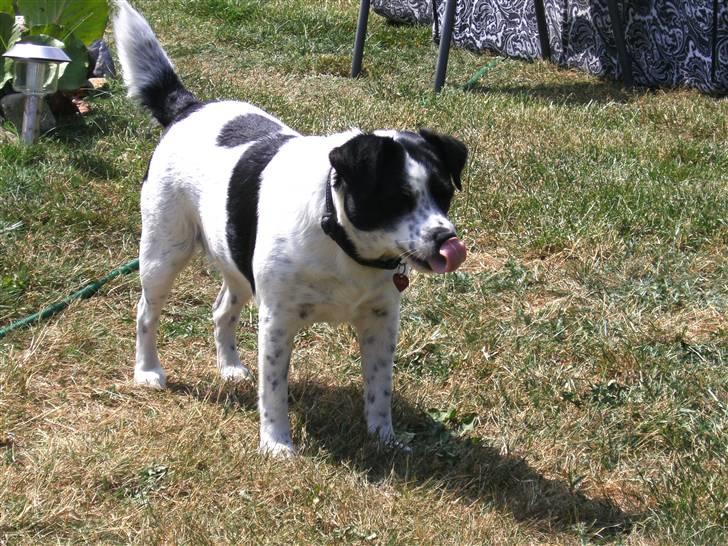 Blanding af racer Laika  billede 9