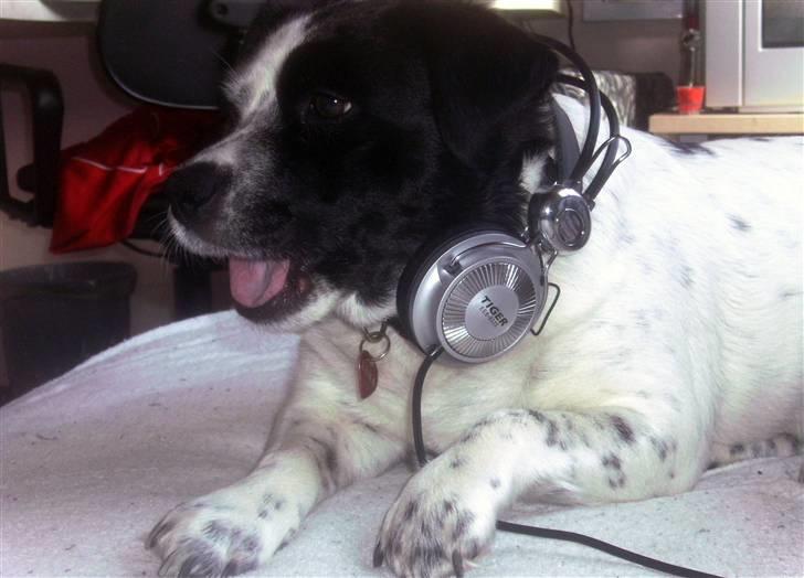 Blanding af racer Laika  billede 10