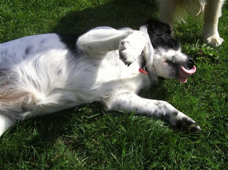 Blanding af racer Laika  billede 12