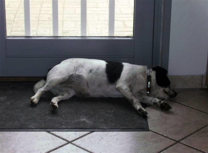 Blanding af racer Laika  billede 13