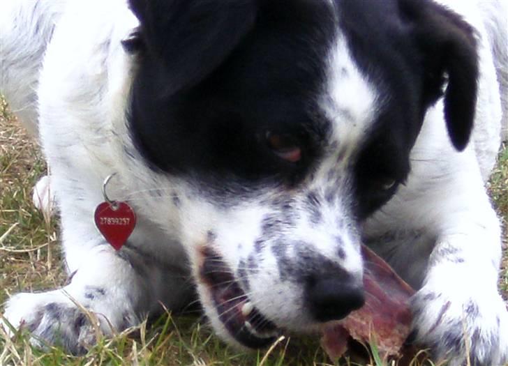 Blanding af racer Laika  billede 14