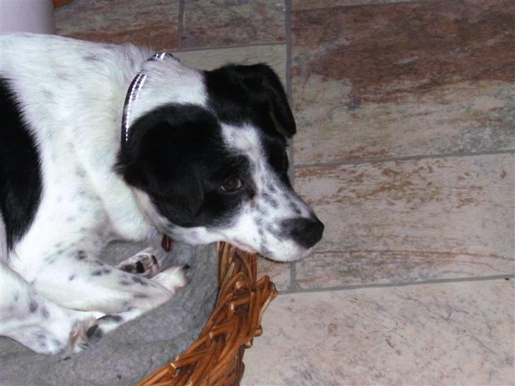 Blanding af racer Laika  billede 15