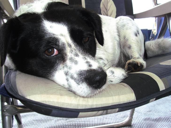 Blanding af racer Laika  billede 16