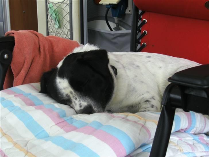 Blanding af racer Laika  billede 17