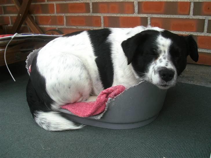 Blanding af racer Laika  billede 18