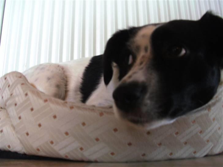 Blanding af racer Laika  billede 19