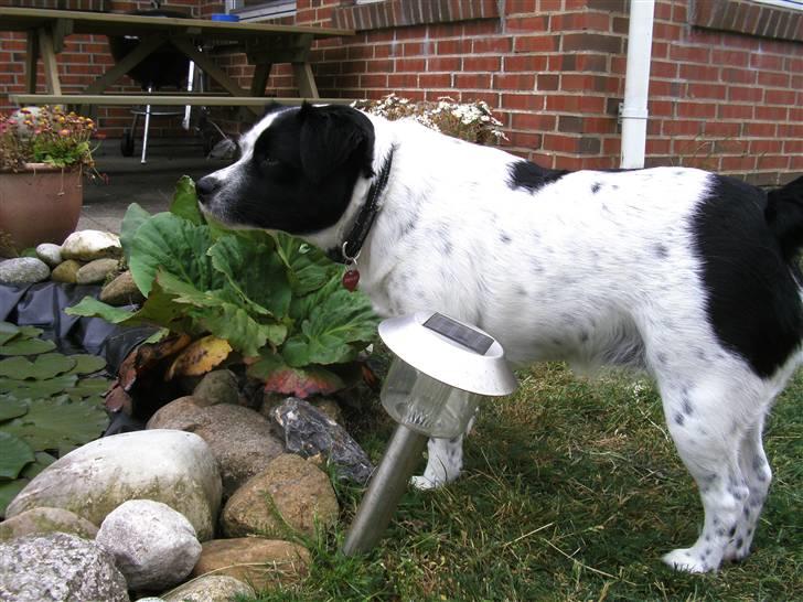 Blanding af racer Laika  billede 20