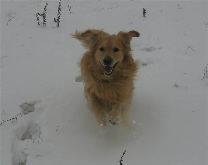 Golden retriever Zacho  billede 2