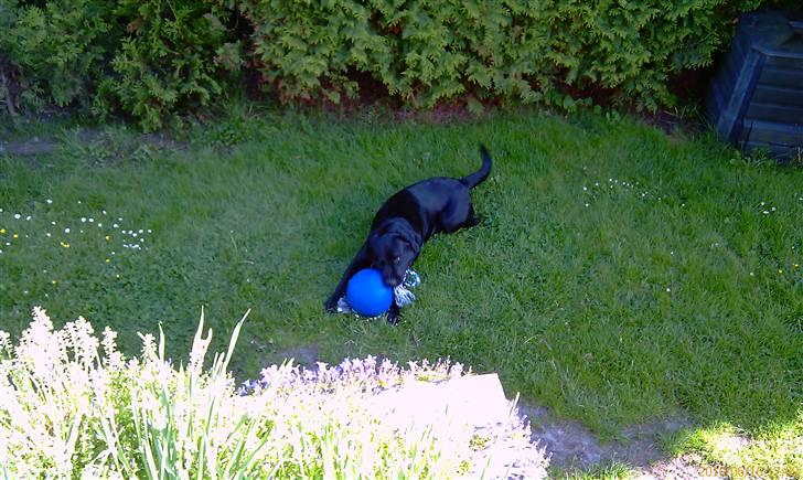 Labrador retriever Max (16.06.2008 - 10.06.2020) billede 14