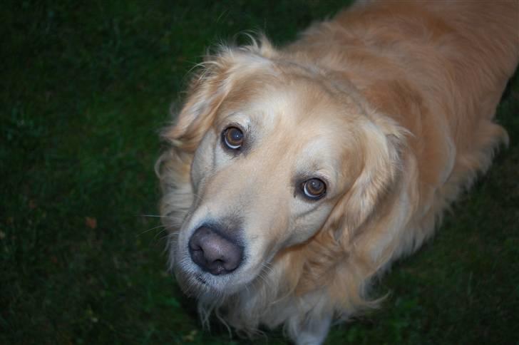 Golden retriever Zacho  billede 3