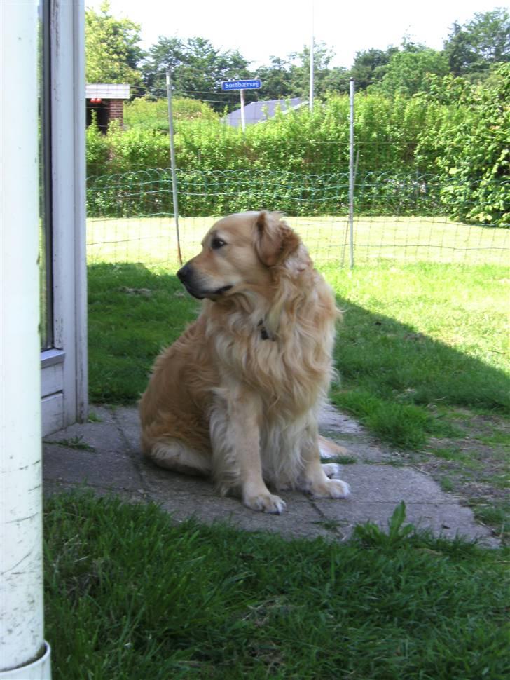 Golden retriever Zacho  billede 6