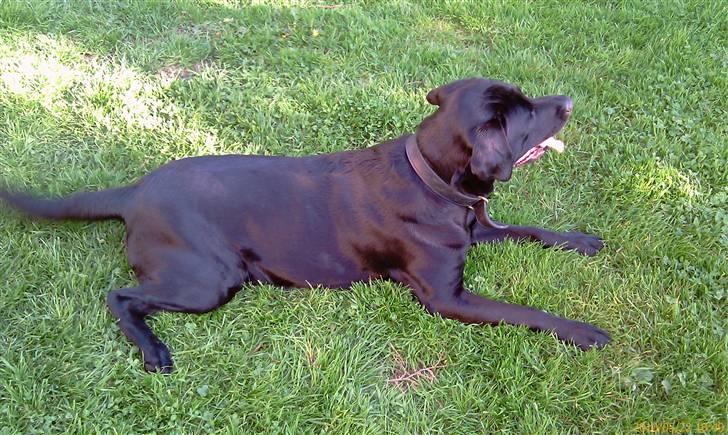 Labrador retriever Max (16.06.2008 - 10.06.2020) billede 15