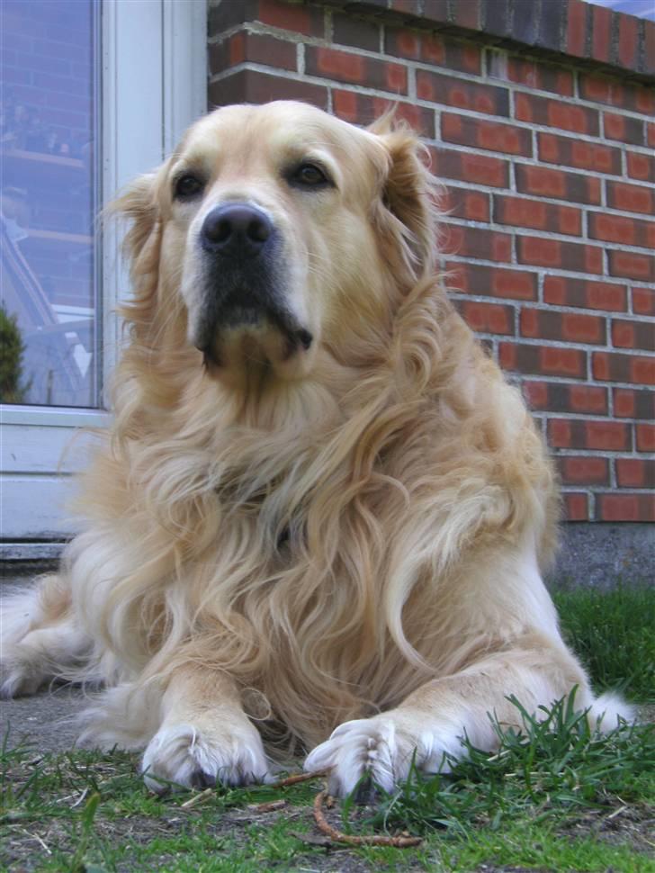 Golden retriever Zacho  billede 9