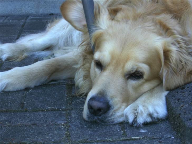 Golden retriever Zacho  billede 10