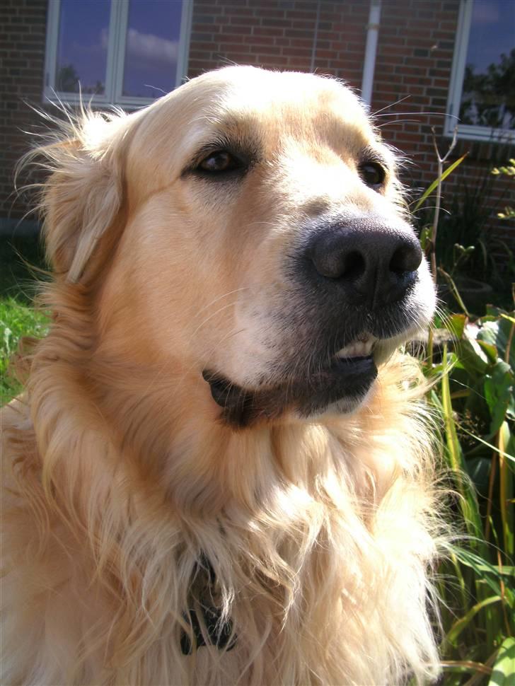 Golden retriever Zacho  billede 12