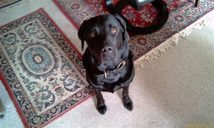 Labrador retriever Max (16.06.2008 - 10.06.2020) billede 16