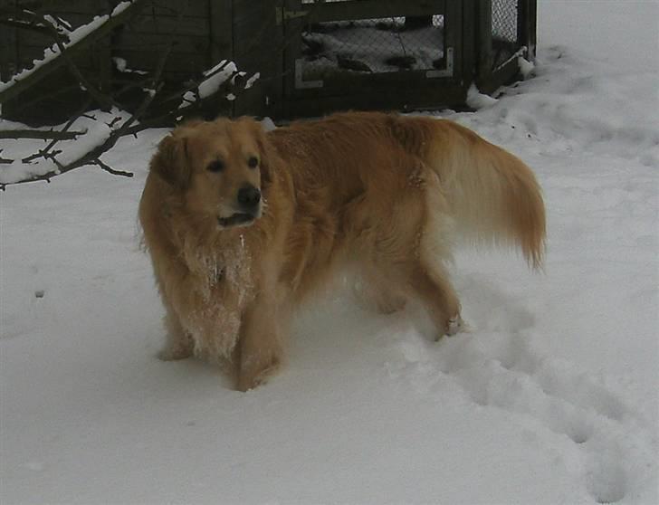 Golden retriever Zacho  billede 13