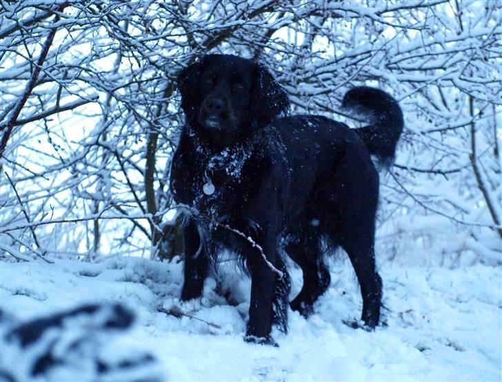 Blanding af racer Trille - Vinter 2009. billede 11