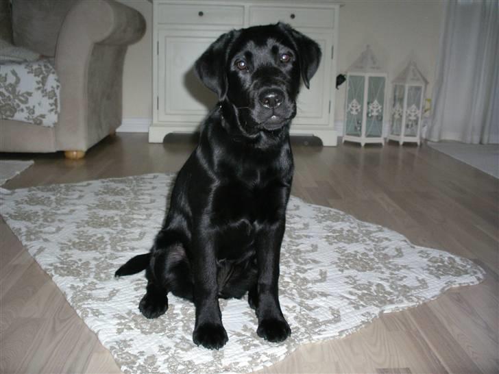 Labrador retriever gaya billede 1
