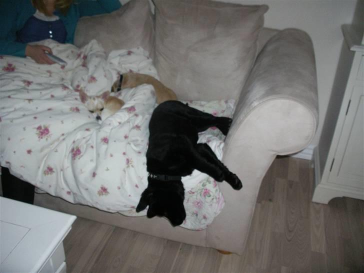 Labrador retriever gaya billede 2