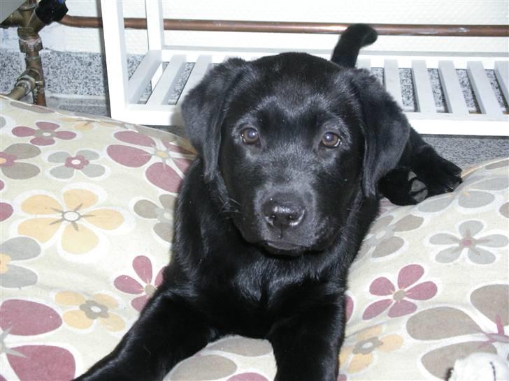 Labrador retriever gaya billede 3