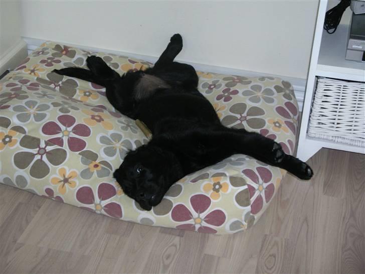 Labrador retriever gaya billede 4