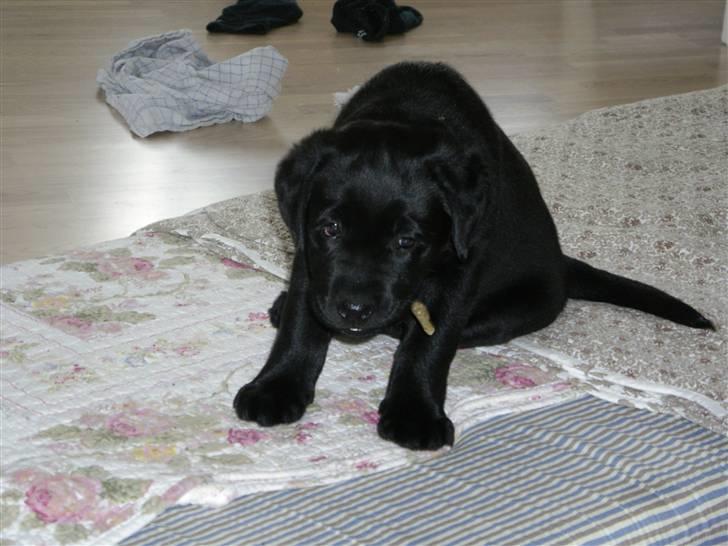 Labrador retriever gaya billede 5