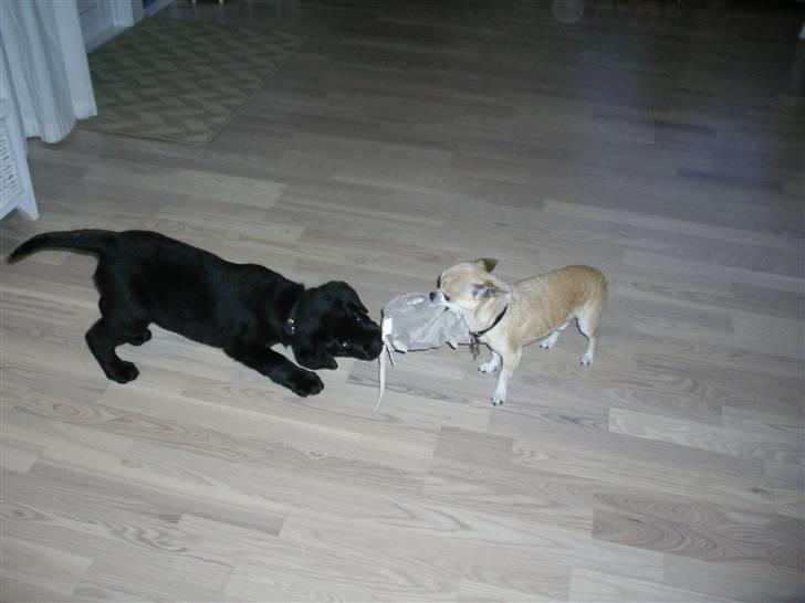 Labrador retriever gaya billede 6