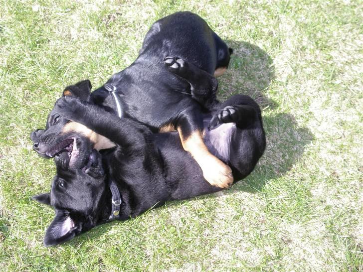 Labrador retriever gaya billede 7