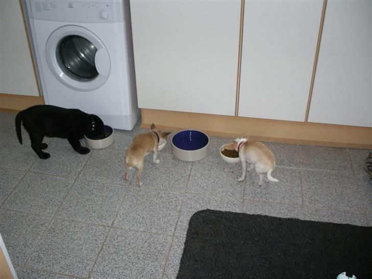 Labrador retriever gaya billede 8