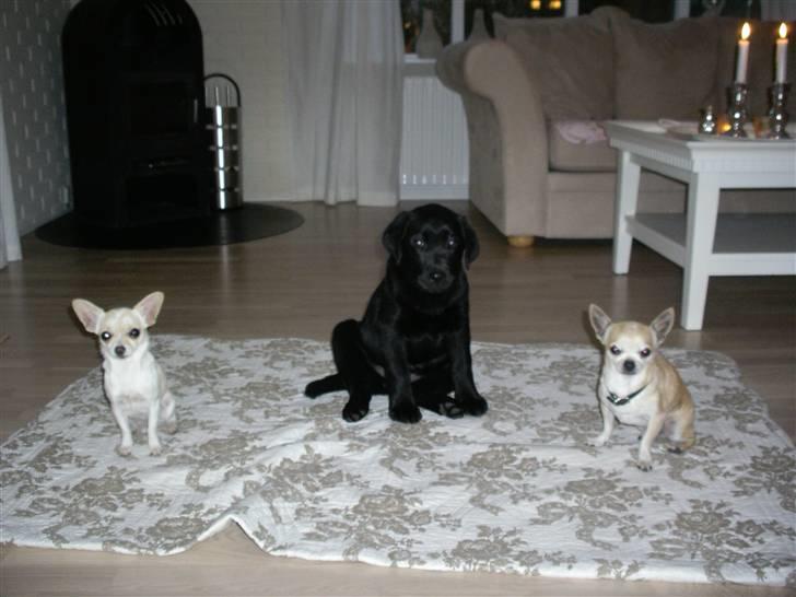 Labrador retriever gaya billede 9