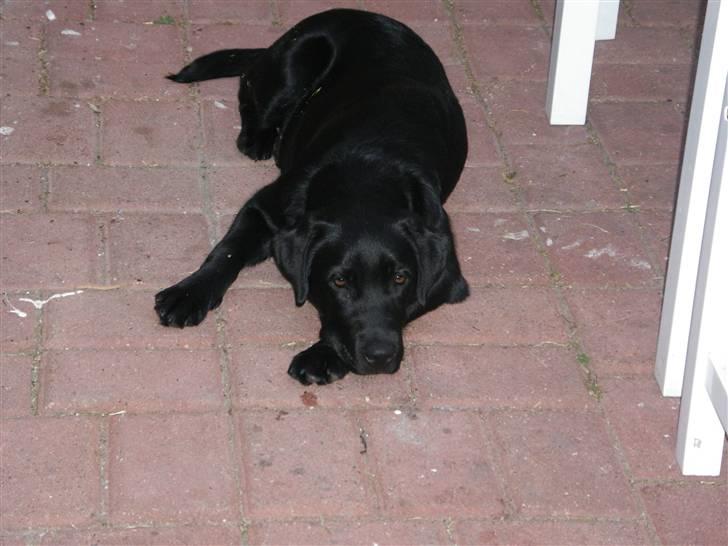 Labrador retriever gaya billede 10