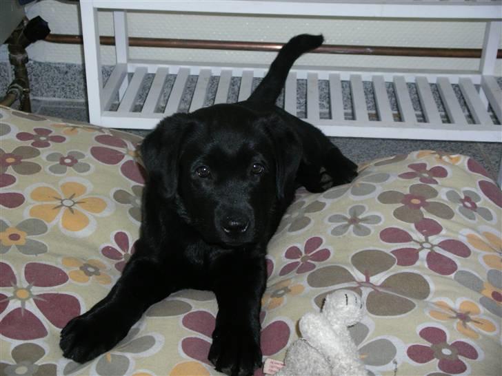 Labrador retriever gaya billede 11