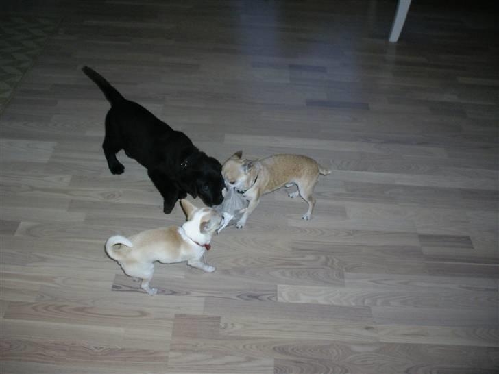 Labrador retriever gaya billede 12