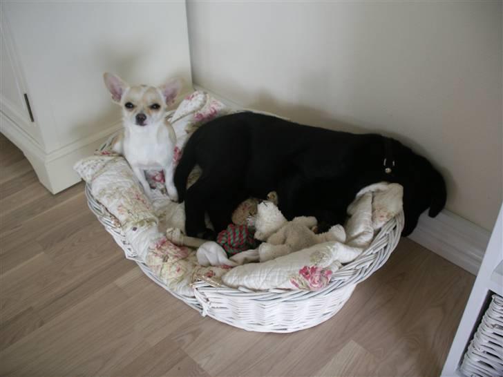 Labrador retriever gaya billede 13