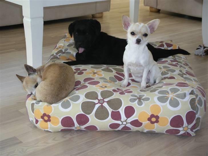 Labrador retriever gaya billede 14