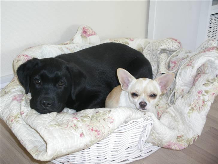 Labrador retriever gaya billede 15