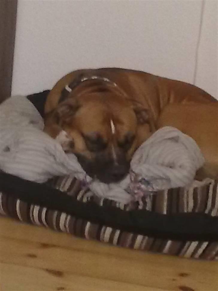 Amerikansk staffordshire terrier Tyson R.I.P den 31/03-11 billede 8