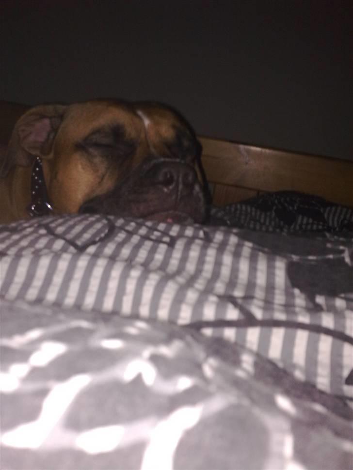 Amerikansk staffordshire terrier Tyson R.I.P den 31/03-11 billede 9