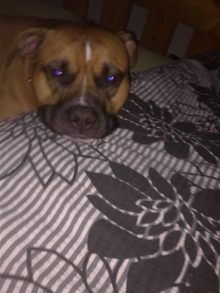 Amerikansk staffordshire terrier Tyson R.I.P den 31/03-11 billede 10