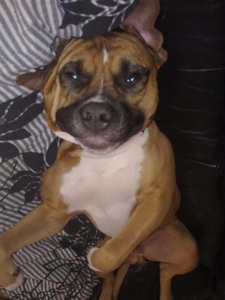 Amerikansk staffordshire terrier Tyson R.I.P den 31/03-11 billede 11