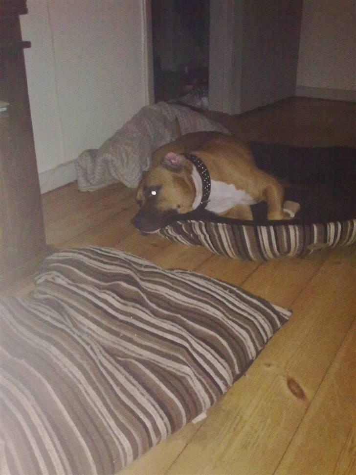 Amerikansk staffordshire terrier Tyson R.I.P den 31/03-11 billede 12