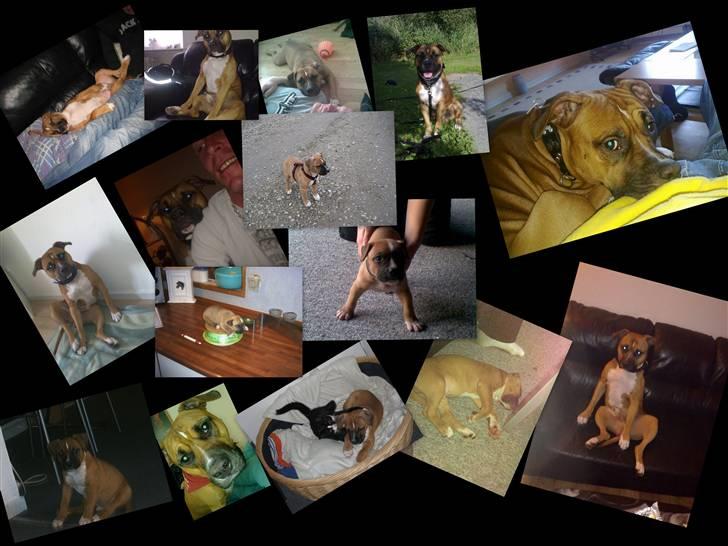 Amerikansk staffordshire terrier Tyson R.I.P den 31/03-11 billede 13