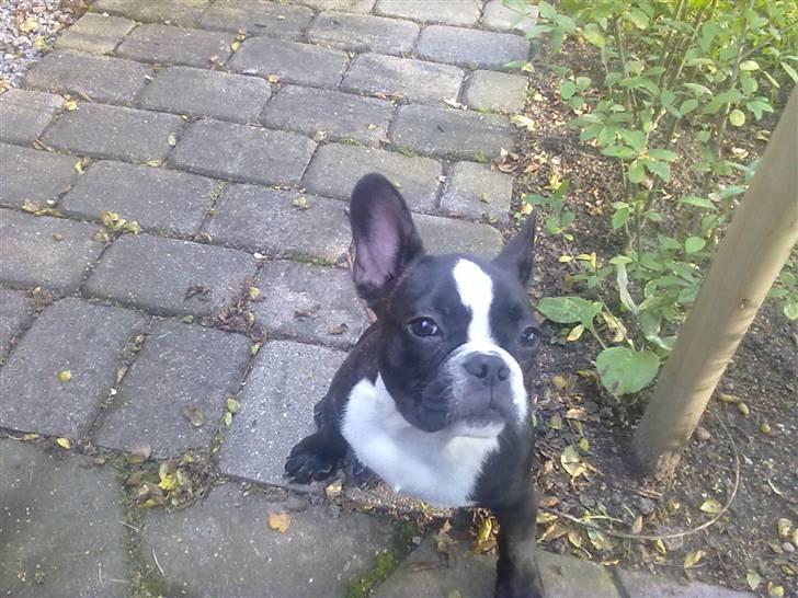 Fransk bulldog Kato (min brors) billede 5