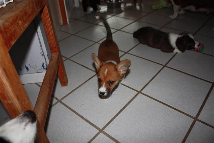 Welsh corgi cardigan Fanny billede 10