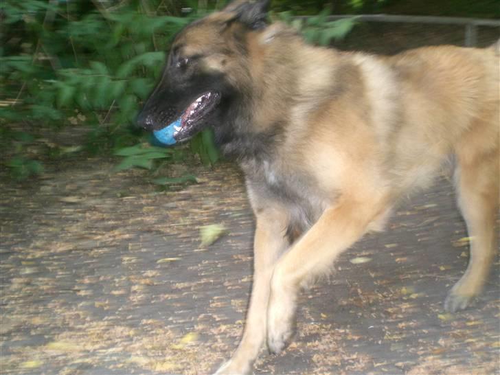 Blanding af racer Chigo - Leg :) billede 15