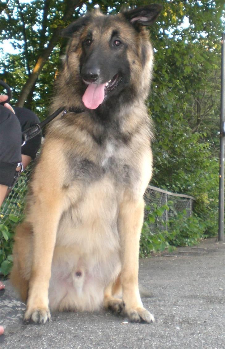 Blanding af racer Chigo billede 17