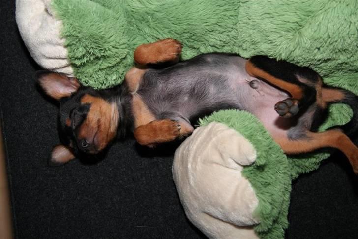 Blanding af racer Victor Zumbusch billede 3