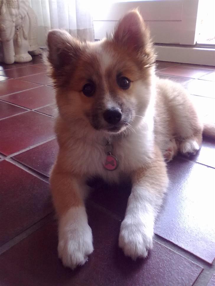 Islandsk fårehund Nala billede 1