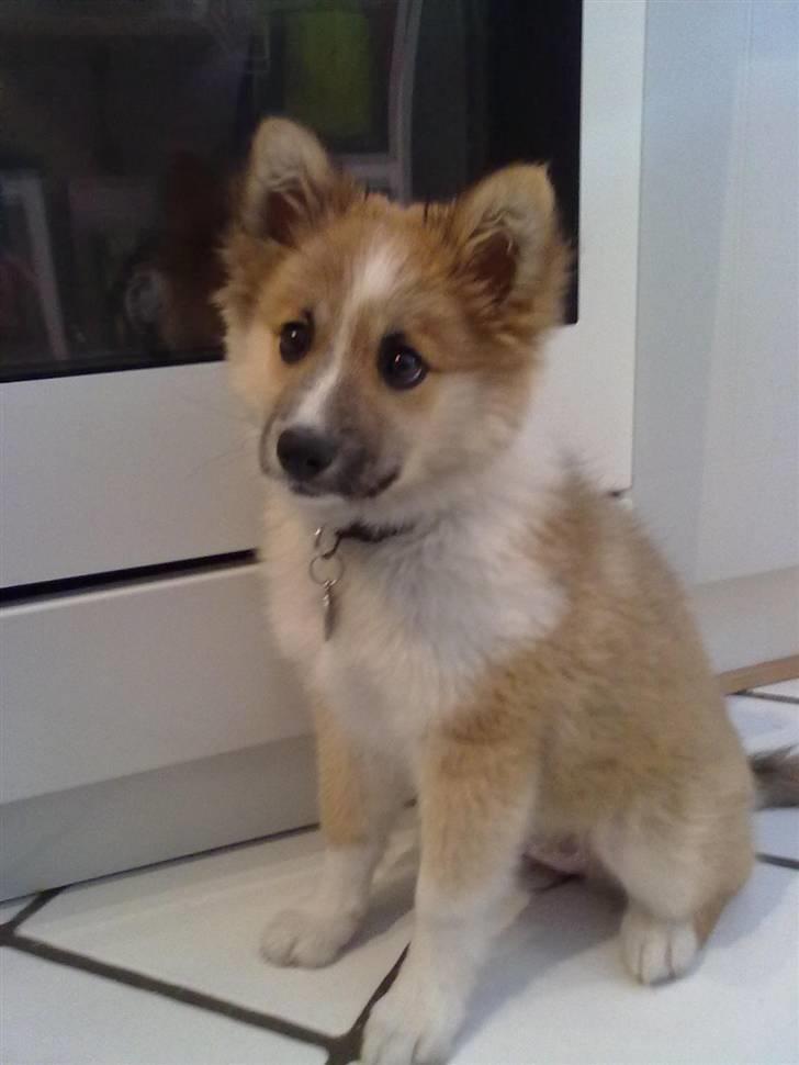 Islandsk fårehund Nala billede 2